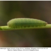 melanargia russiae azerbaijan larva4